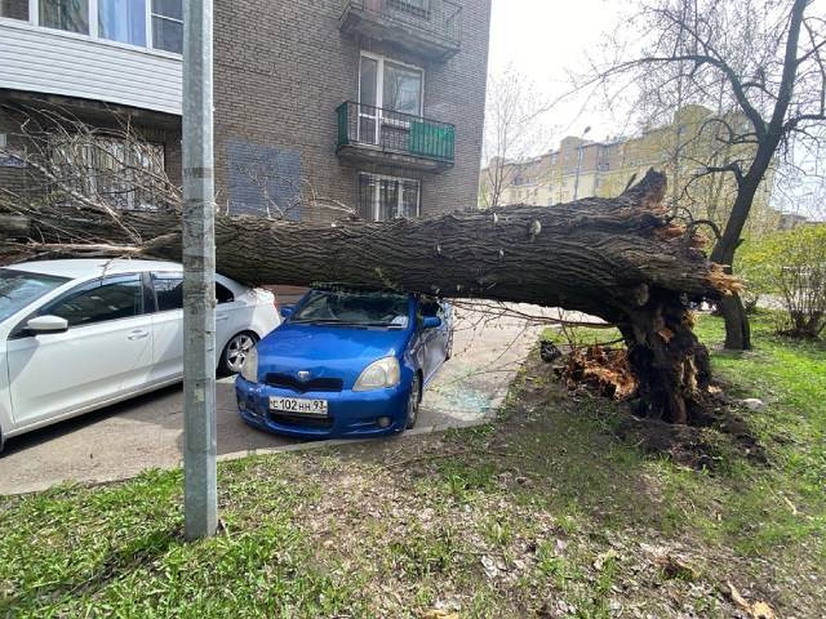 Огромное дерево раздавило машину во дворе дома в Петербурге - KP.RU