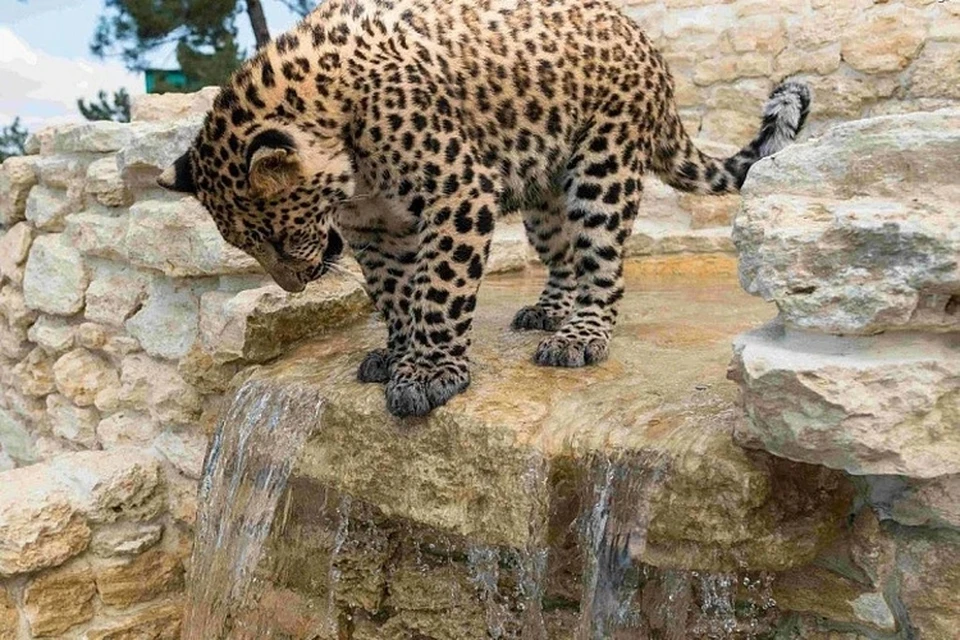 Сафари-парк восстановили, теперь там ждут гостей ФОТО: safari-park.ru