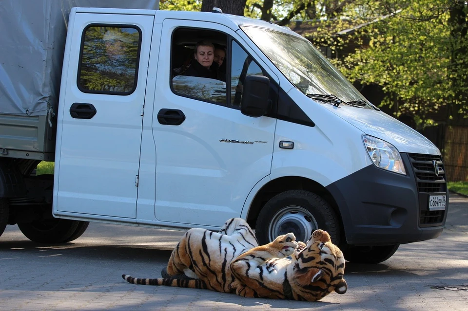 Фотографии из зоопарка Калининграда. В Калининграде из зоопарка сбежал тигр. Тигр мечты.