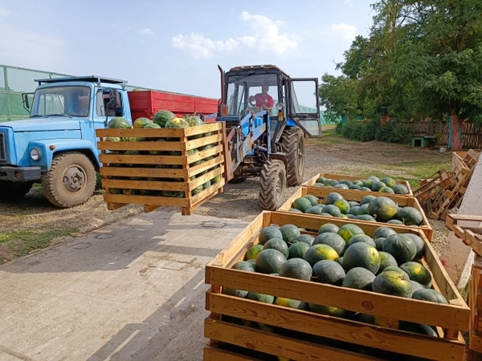 В начале осени оренбуржцы смогут купить соль-илецкие арбузы сортов «Бедуин», «Огонек», «Юлия», «Каристан»