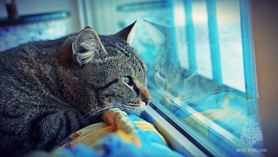 В память о популярном коте-пожарном из Тюмени в России сформировали кошачий  отряд МЧС под названием «Семенычи» - KP.RU