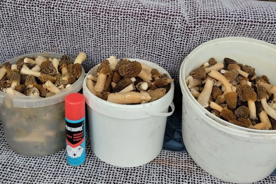 Супруги набрали около 20 литров грибов за несколько часов. Фото: предоставлено героем публикации.