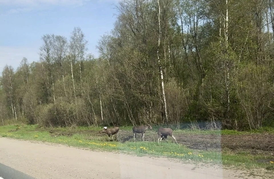 Три молодых лося на обочине трассы в Тверской области - милые они только издалека.