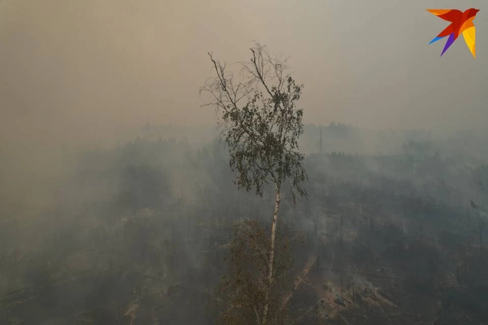 За лесные пожары грозит административное или уголовное преследование.