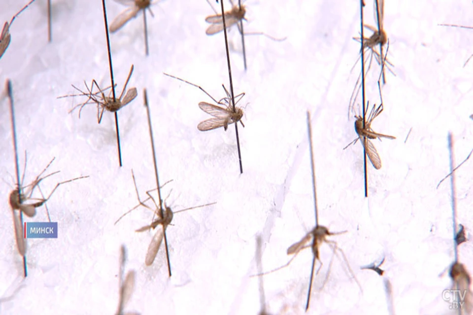 Белорусские ученые обнаружили новый вид малярийного комара, который появился в Минске. Фото: ctv.by