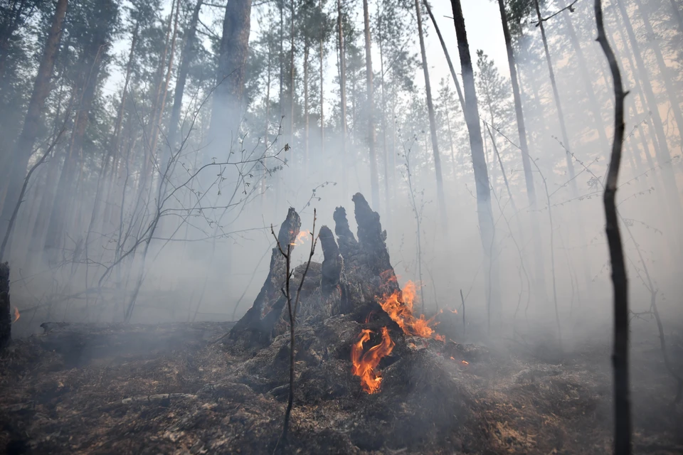 В Томской области за сутки потушили три лесных пожара