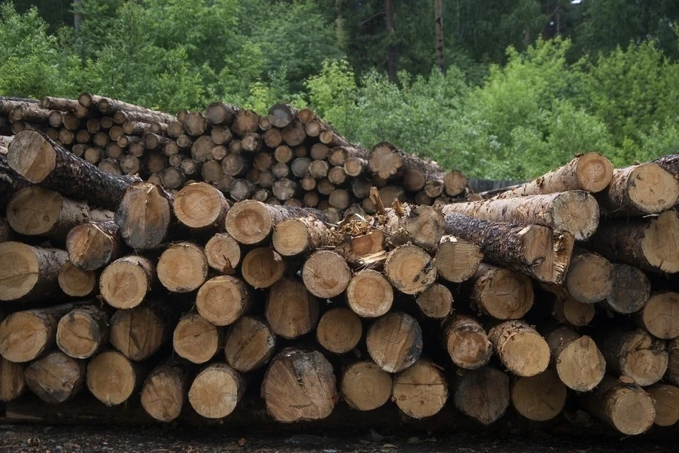 Мужчина нарубил деревьев на 1,5 млн рублей