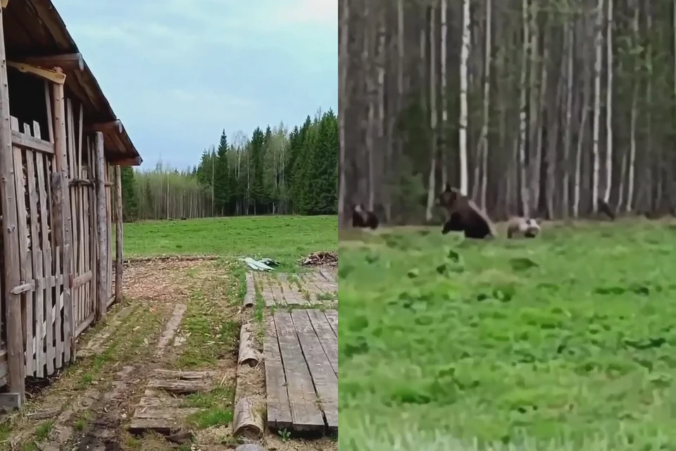 Медвежья семья вышла на окраину села. Стоп-кадр видео