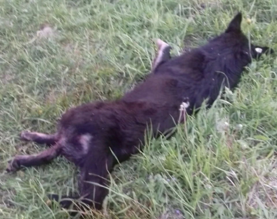 В смоленском райцентре неизвестный расстрелял двух собак. Фото: «Подслушано Смоленск» ВКонтакте.