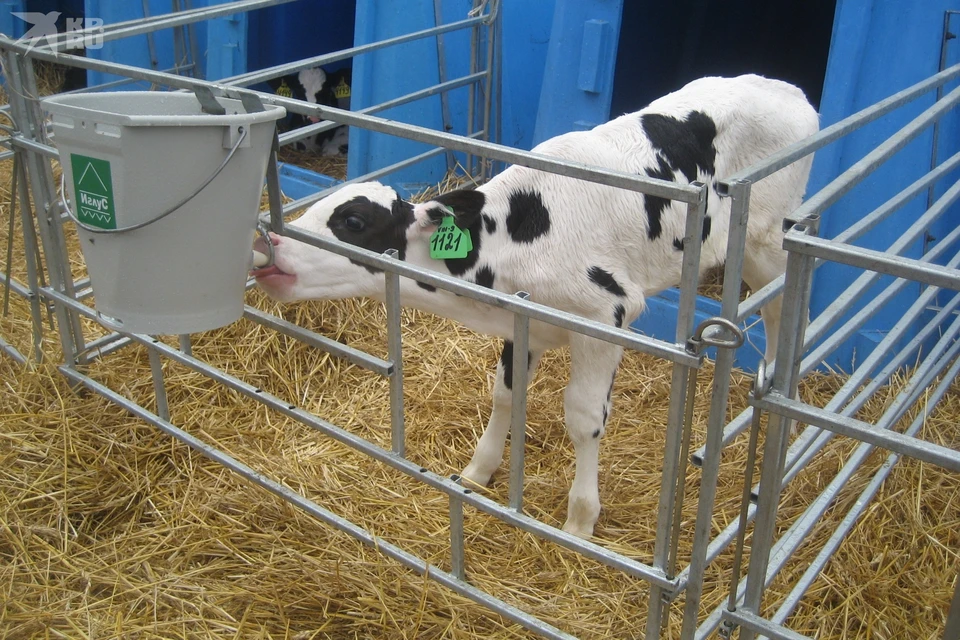 Питание животных напрямую отражается на качестве молока.