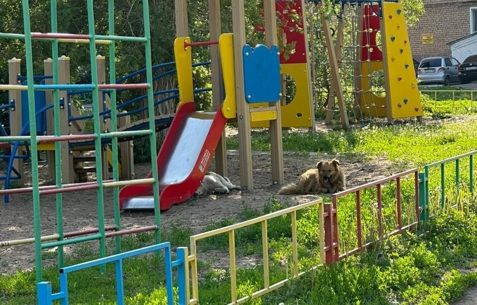 Бродячие собаки живут на детской площадке