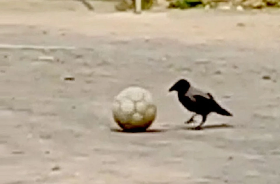Ворона играла в мяч в одном из городских дворов. Фото: скрину с видео