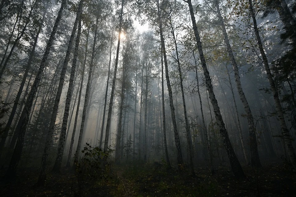 В Югре продолжается борьба с лесными и ландшафтными пожарами