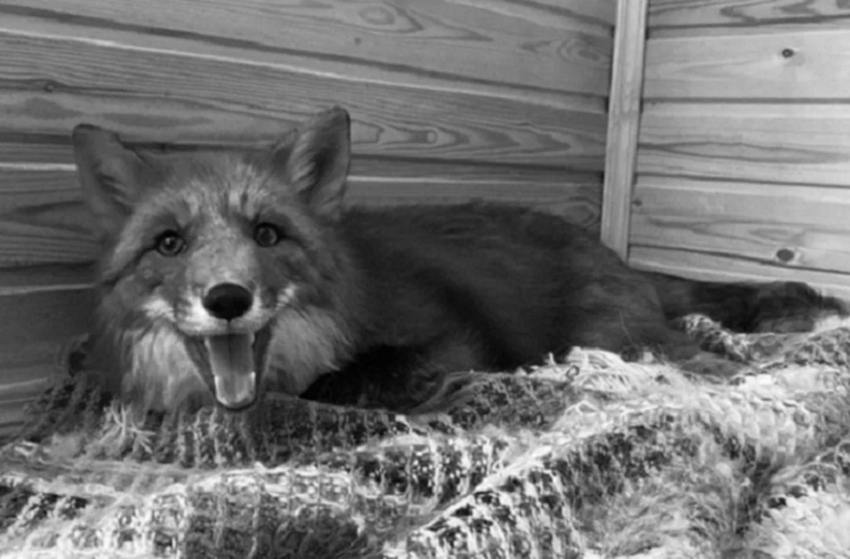 Лиса погибла во время поездки. Фото: питомник MyPetFoxCompany во "Вконтакте"