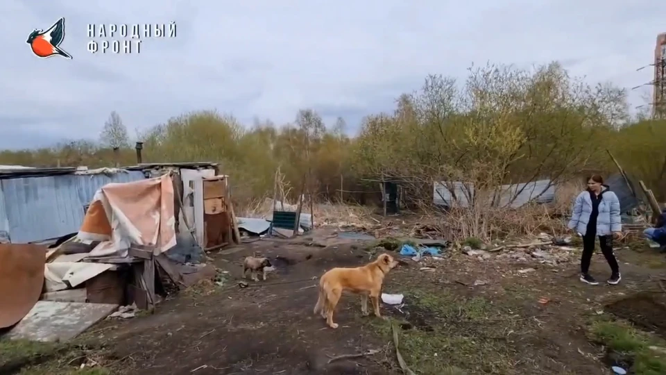 Фото и видео: "Народный фронт"