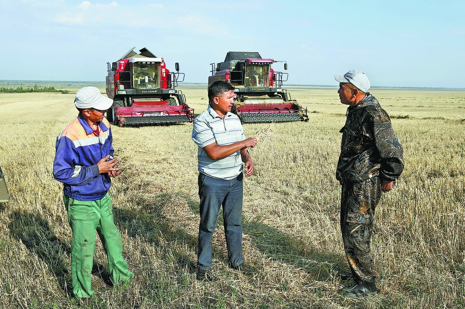 Фермеры в Казахстане, сотрудничающие с компанией Xi'an Aiju Grain and Oil Industrial Group, собирают пшеницу, из которой можно приготовить лапшу «Бянбян».