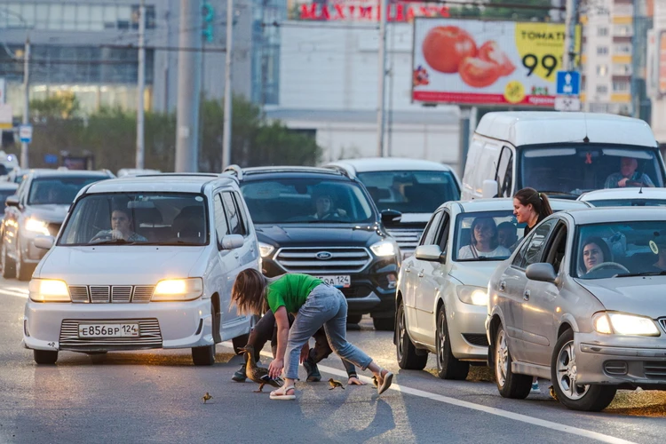 Красноярцы остановили поток машин, чтобы помочь утке с утятами перейти дорогу