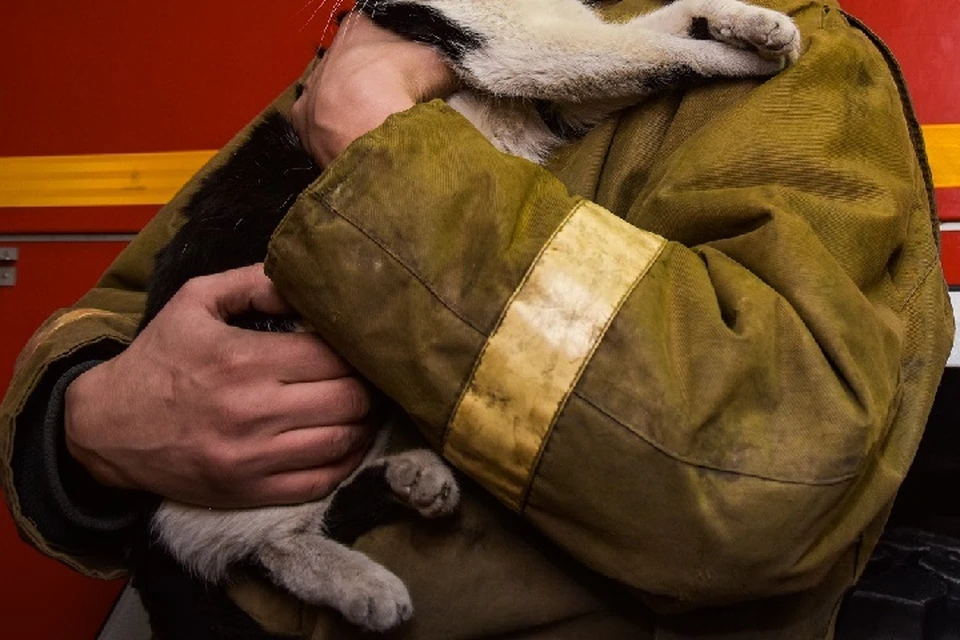 Кошка осталась с мужчиной-инвалидом, который не смог спастись из пожара