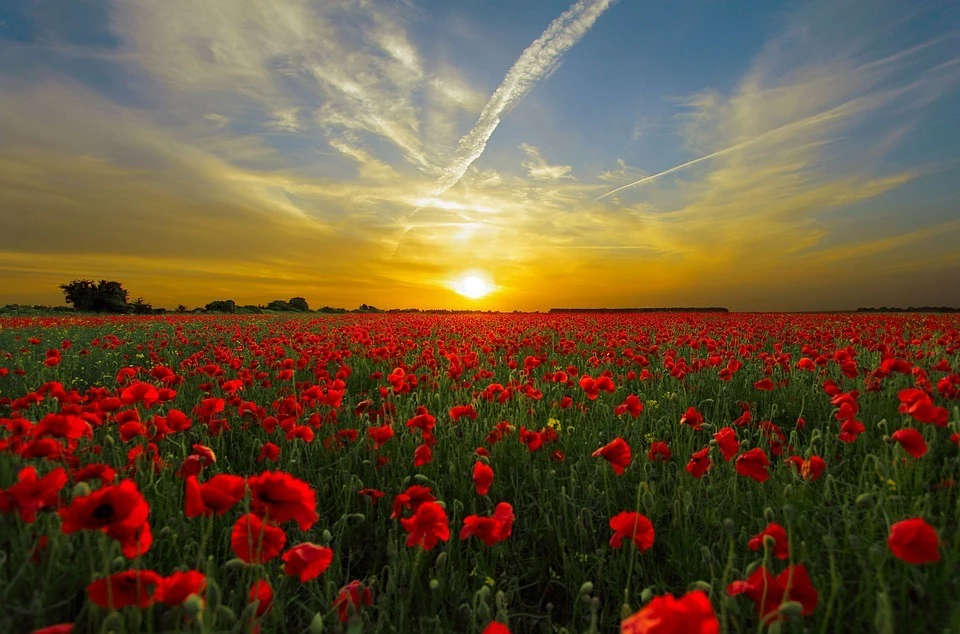 Фото: Pixabay.