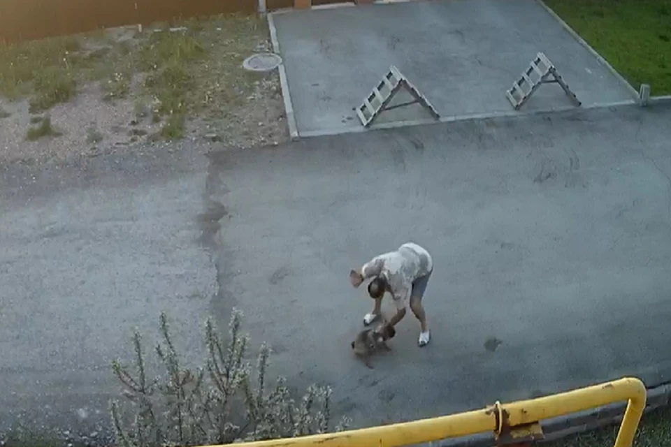 В Новосибирске мужчина жестоко избил маленькую собаку. Фото: стоп-кадр.