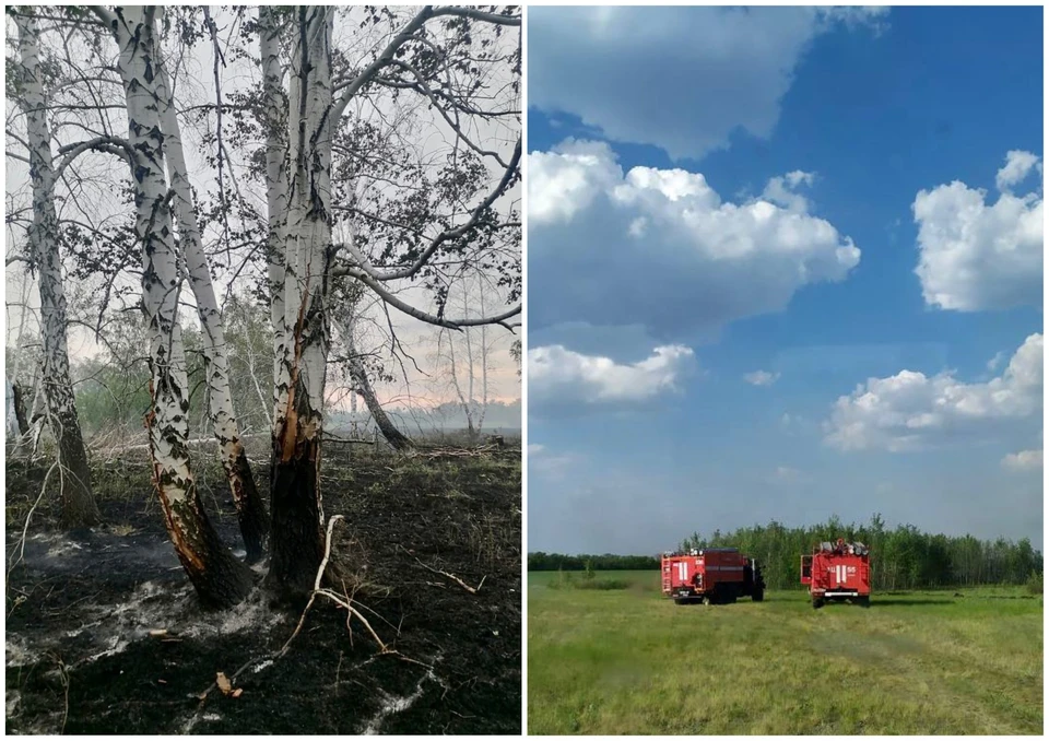 Фото: ГУ лесами Челябинской области