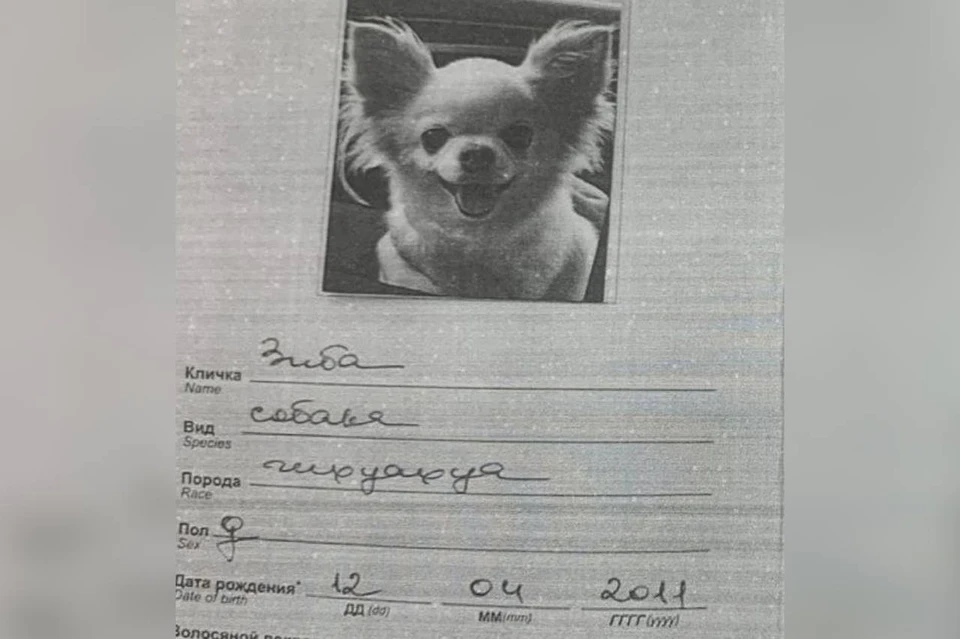 Собаку породы чихуахуа зовут Зибердольчевита Янита Пэйс. Фото: Объединенная пресс-служба судов Петербурга