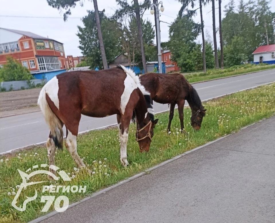 Лошади ходят вдоль дороги и пощипывают траву. Фото: Telegram-канале «Регион-70 Томск»