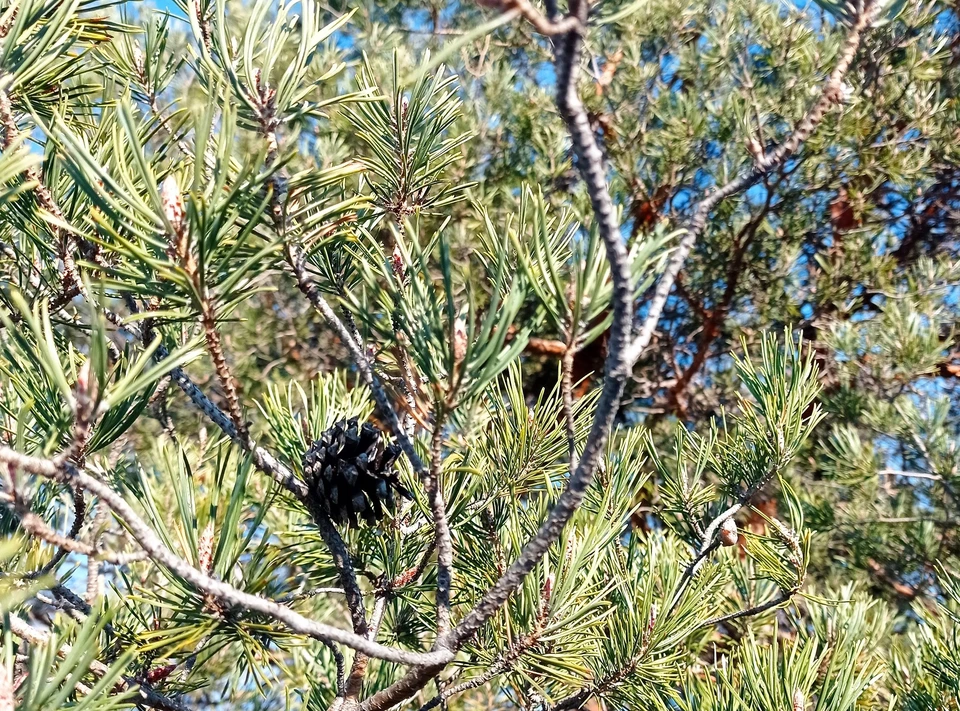 В Волгоградской области с 11 июня ввели режим ограничения пребывания в лесах