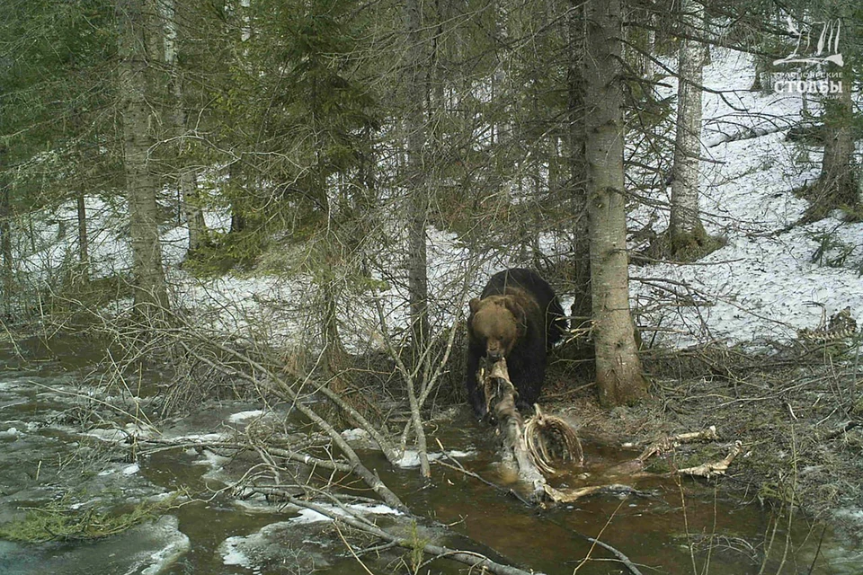 Жертвы медведя показать фото крупным планом На "Красноярских Столбах" медведи стали чаще выходить на кордоны - KP.RU