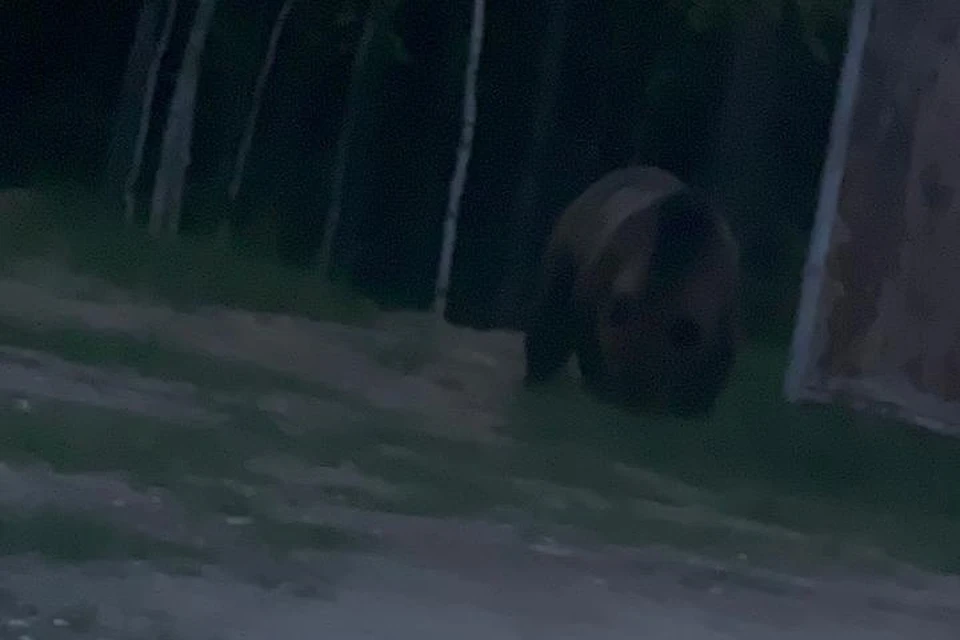 Медведь был рядом со стеллой.