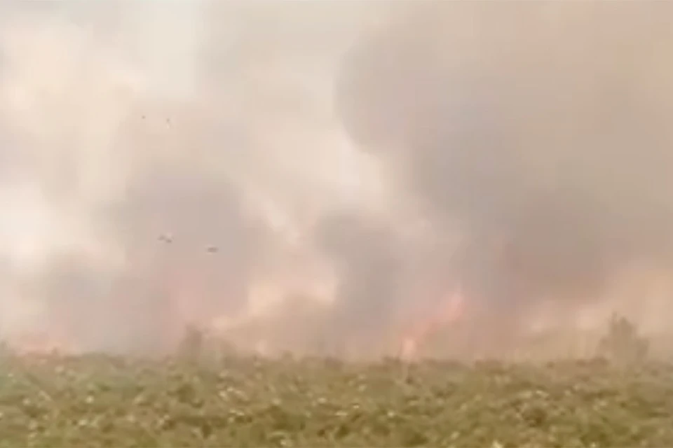 Лесной пожар произошел рядом с заказником «Кургальский» в Ленобласти. Фото: скриншот видео