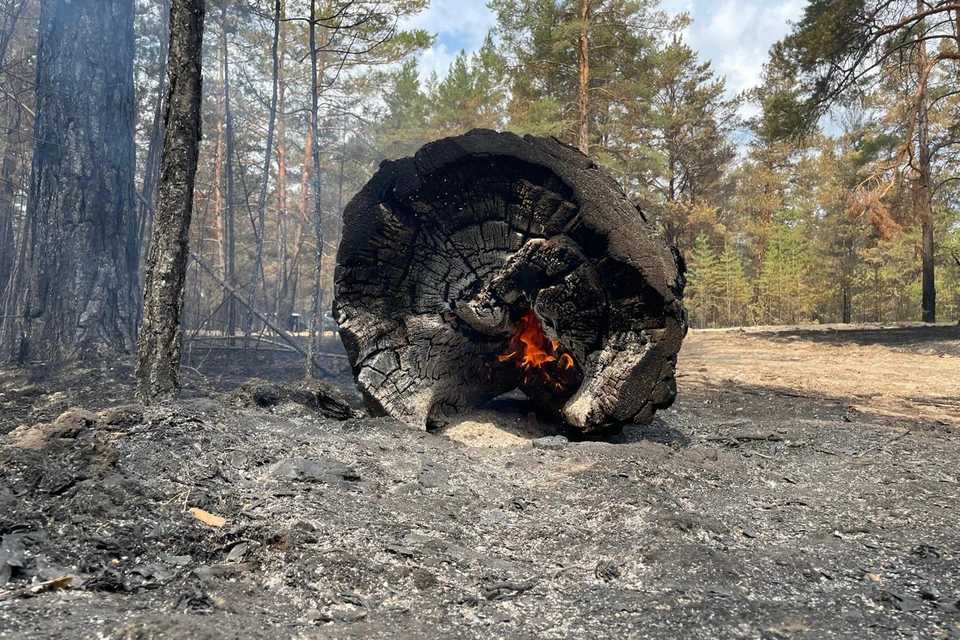 Лесной пожар в Егорьевском районе