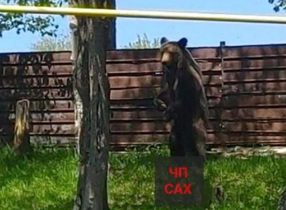 Игра медведь пришел. Медведь Россия. Медведь Сахалин. Медведь фото. Медведь пришел медведь ушел.