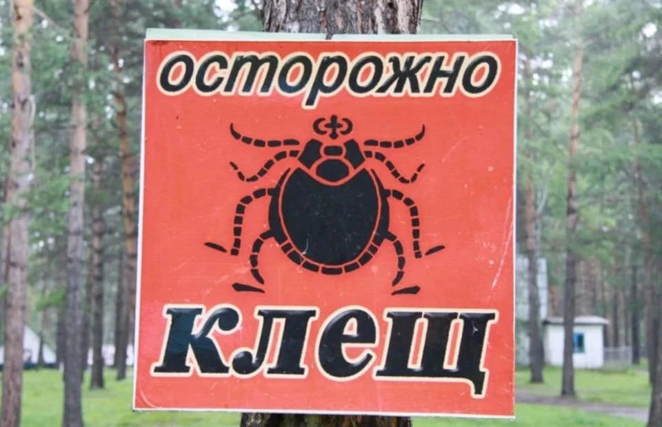 Активность этих членистоногих снижается