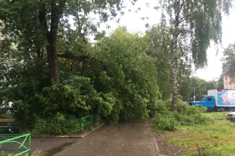 В Рязани на тротуар рухнуло большое дерево. Фото: Марина Турбина.