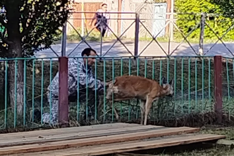 Под Новосибирском спасли косулю, застрявшую в заборе школы. Фото: Аварийно-спасательная служба НСО.