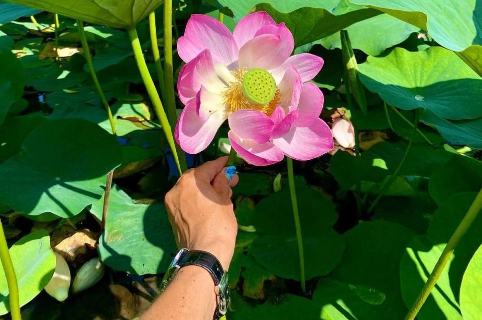 Цветок лотоса. Фото: IRECOMMEND_VDK