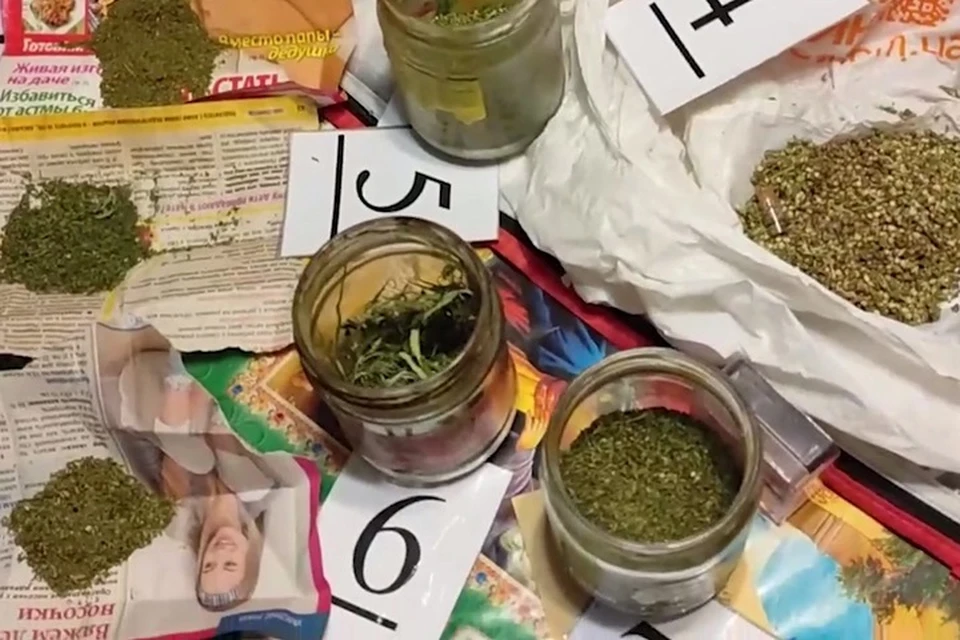 В станице Луганская у гражданина обнаружено 22 куста конопли. Фото - скрин из видео МВД ЛНР