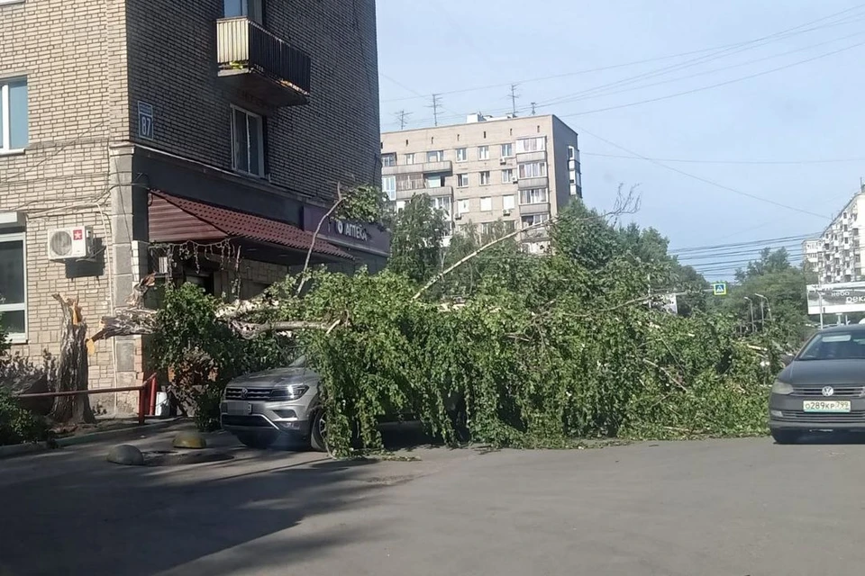 На улице Кропоткина в Новосибирске на автомобиль Volkswagen рухнуло дерево. Фото: Людмила ОЖАНСКАЯ