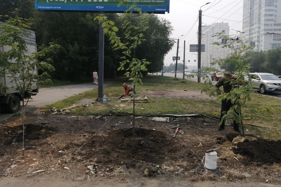 На месте снесенной овощной палатки высадили три рябины. Фото: телеграм-канал Владимира Шамне.