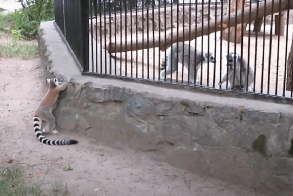 Поиграл в дразнилки и пожевал листочки: в новосибирском зоопарке малыш  лемура сбежал из вольера - KP.RU