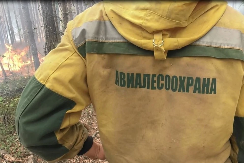 Фото: ФБУ «Авиалесоохрана»