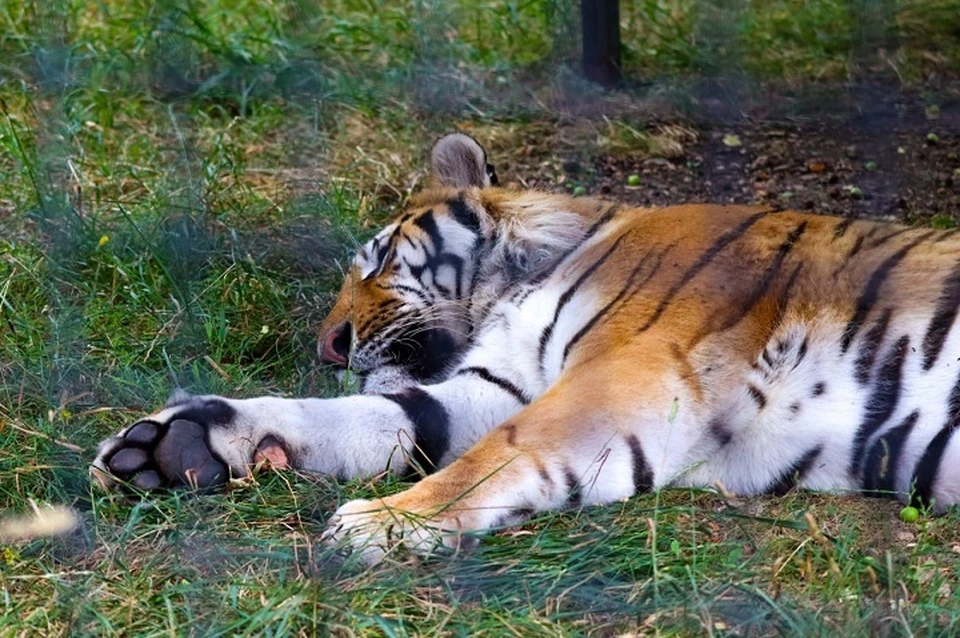 Тигр- хищник и мог воспринять маленького ребенка как кусок мяса. Фото: пресс-служба "Тайгана".