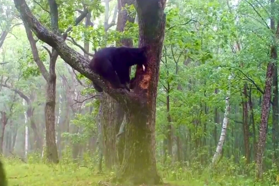 Так медведь отдирал кору с дерева, чтобы достать мед.