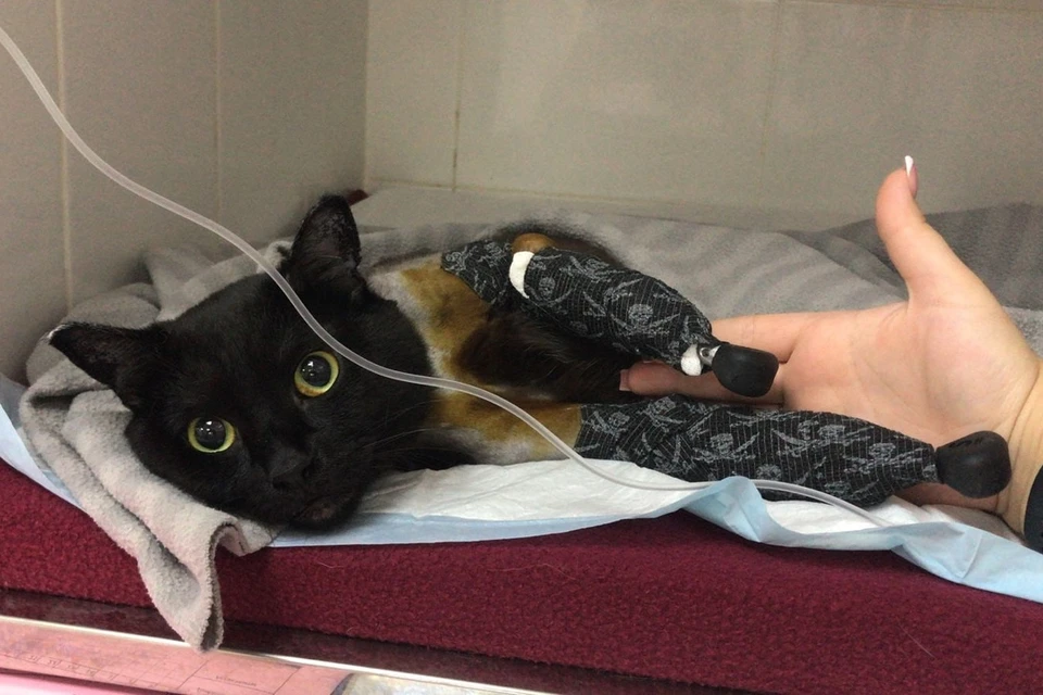 Коту поставили протезы на передние лапы. Фото: Предоставлено волонтерами