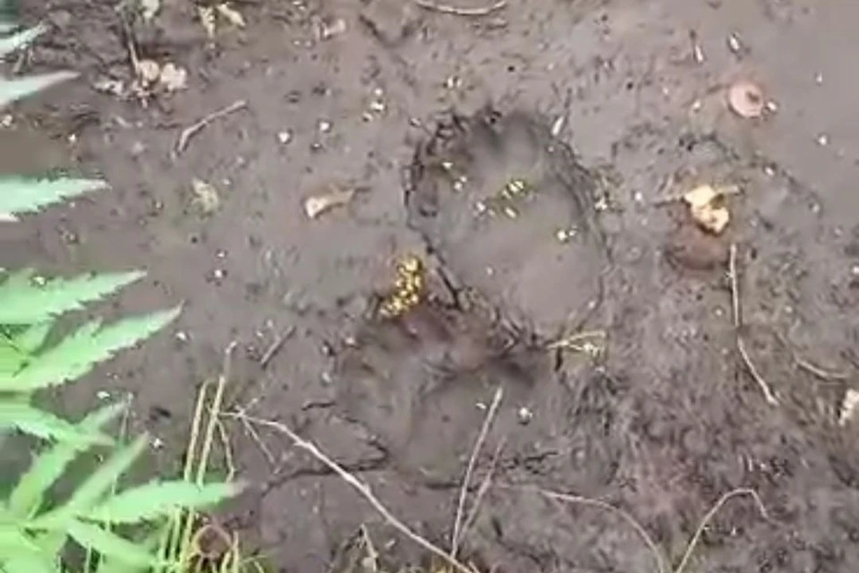 В Мошковском районе заметили следы медведя. Фото: районная администрация.