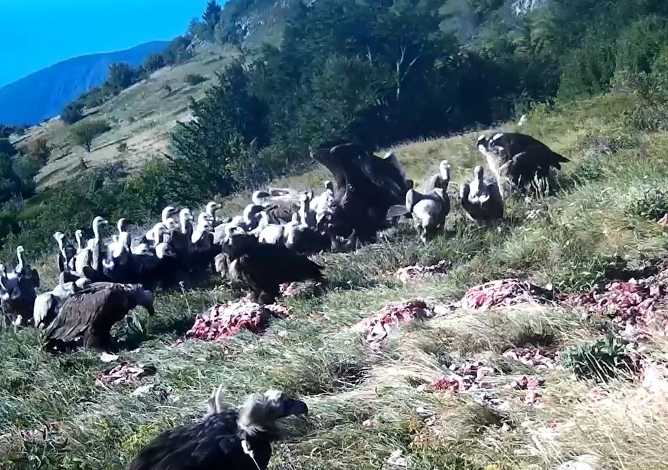 Пернатые с удовольствием подкрепились тухлым мысом. Фото: кадр видео Алуштинское лесоохотничье хозяйство/VK