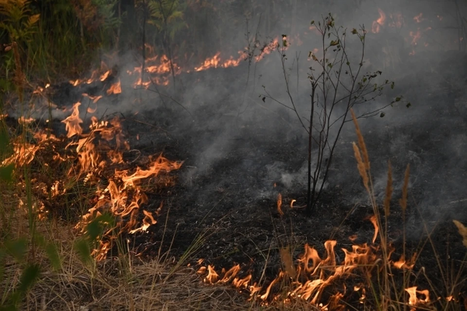 В Геленджике тушат лесной пожар