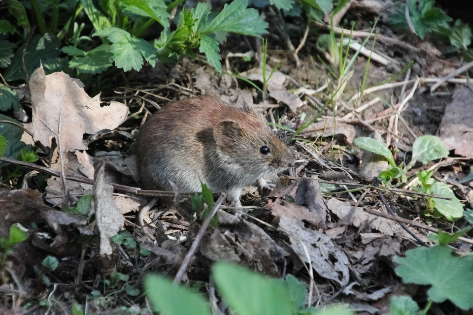 Ульяновские медики спасли мужчину от мышиной лихорадки - KP.RU