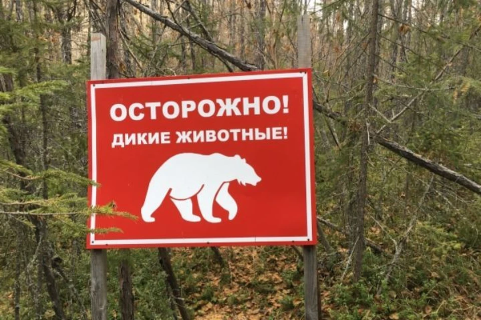 Сотрудник Тофаларского заказника прогнал медведя на озере